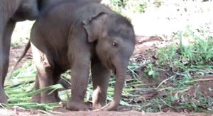 baby,hug,elephant