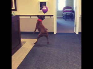 dog,balloon