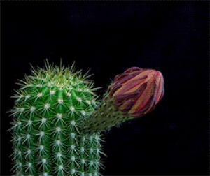 timelapse,flower,cacti