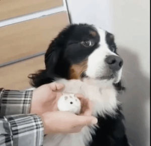 scared,mouse,dog,do not want
