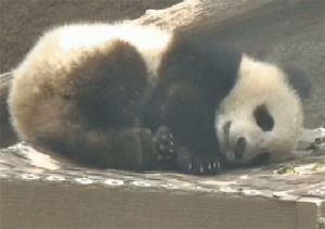 tired,sleep,panda