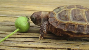 apple,want,turtle,chomp,nom nom