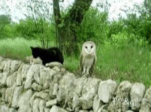 owl,gato,cat,animals,buho