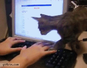 computer,computers,cat,keyboard,caturday,keyboardcat