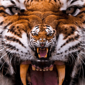 tiger,tongue,india,furry,cat,dangerous,danger,predator,wildlife,veterinary,roar,hunter,bengal,hunting,detroit tigers,menace,jaws,attack,mouth,hunt,tigers,savage,bangladesh,veterinarian,bite,south korea