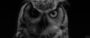 owl,black and white,animal,woodkid