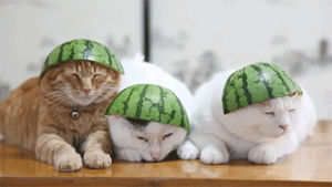 hat,cat,watermelon