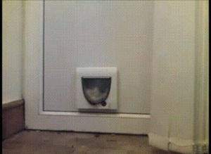 cat,fail,cat door