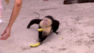 beach,monkey,damn,banana,damn monkey