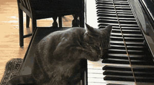 funny,cat,cute,pianos