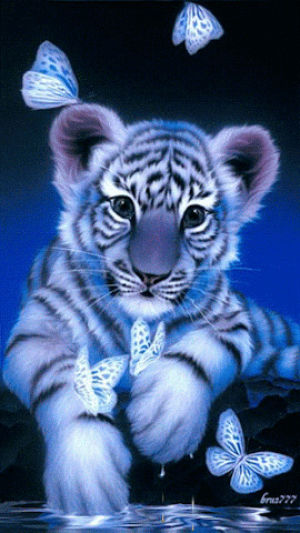 tiger,baby,white