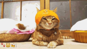 orange,cat,hats,animals wearing hats