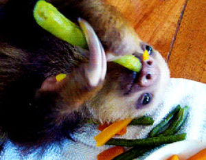 green bean,funny,animals,cute,sloth,munching,two toed