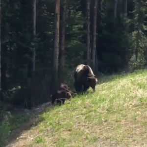 nature,bear,mama,cubs,snack,afternoon