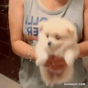 pomeranian,funny puppy,funny,cute,dog,adorable,puppy,swimming,mixed,air