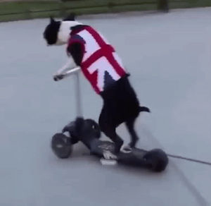 boston terrier,dog,scooter