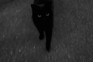 cat,cats,black cat,black,halloween,kitty,dark,dark cat,black kitty,dark kitty