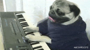 perro,cat,dog,piano,keyboard,gato,funnys