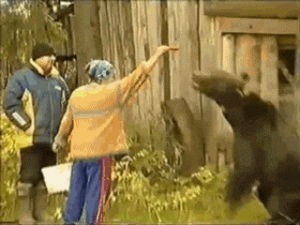 bear,attack,interesting,feeding,lady,animals,feed,grabs,brown bear,wild bear