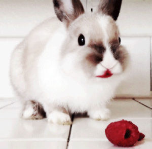eating,rabbit,bunny,lipstick,raspberry