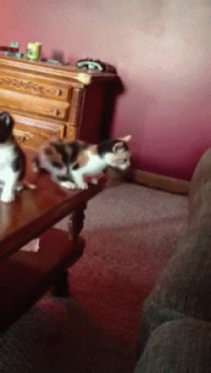 small,cat,fall,kitten,falling,table