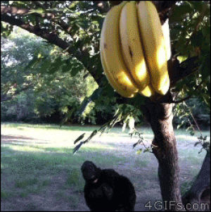 banana,scale