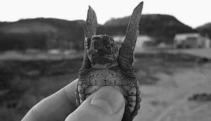 vacation,thumbs up,mountains,waves,love,water,ocean,lovely,sea,hand,fly,turtle,sand,van,thumb,i want,lunchbox,baby turtle,i wish this could happen to me