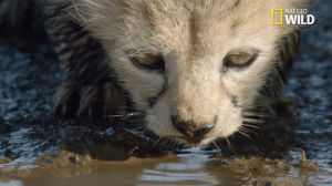 water,drink,bigcatweek,drinking,nat geo wild,big cat week,african cats