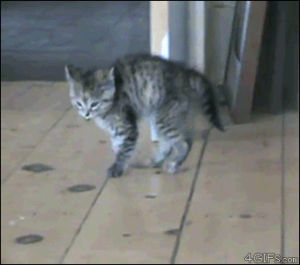 Cat kitten scared GIF on GIFER - by Shalak