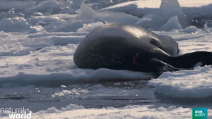 killer whale,animals,nature,ice,bbc,seal,orca,bbc earth,hunt,symbiosis,natural world,perfect partners,seal death