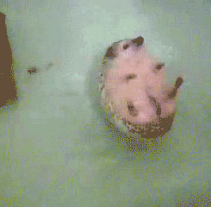 tub,animals,water,bath,hedgehog,floating,im buying one
