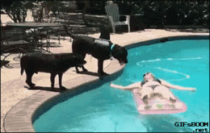 pool,dog