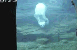 polar bear,nature,amazing