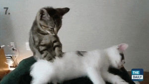 cats,massage
