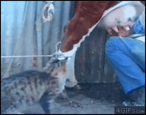 cow,milk,cat,animals,food,cows