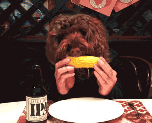 dog,corn,eats