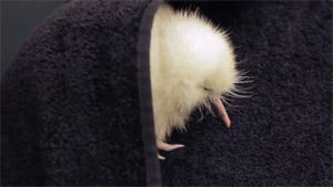 Kiwi Gif Find On Gifer