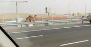 camel,highway