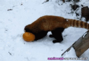 fight,snow,pumpkin,red panda