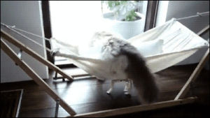 hammock,drunk