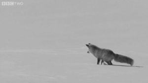 fox,snow,ice,jumping