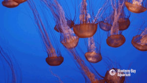 spineless,jellyfish,monterey bay aquarium,ouch,burn,jealous,jelly,sting,heartless,jellies,brainless,stung,invertebrates