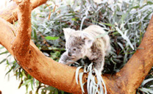 climbing tree,animals,cute,bear,koala