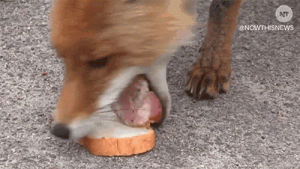 animals,cute,fox,adorable,news,hungry,sandwich,starving
