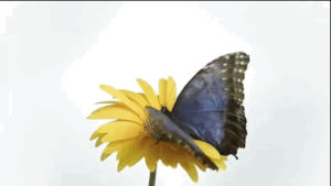 butterflies,science,nature,tech,ge,engineering,research,biomimicry