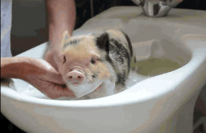calico,time,bath,piglet