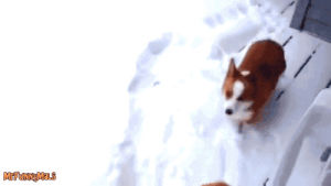 cat,dog,animals,snow