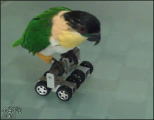parrot,birds,skater,animals,toys,rolling