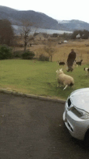 dog,sheep,farmer