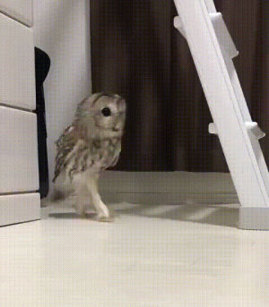 owl,sneaky
